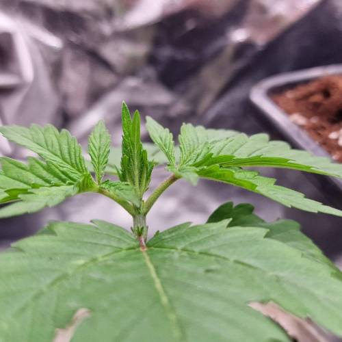 Jealousy | Zamnesia. Week 2