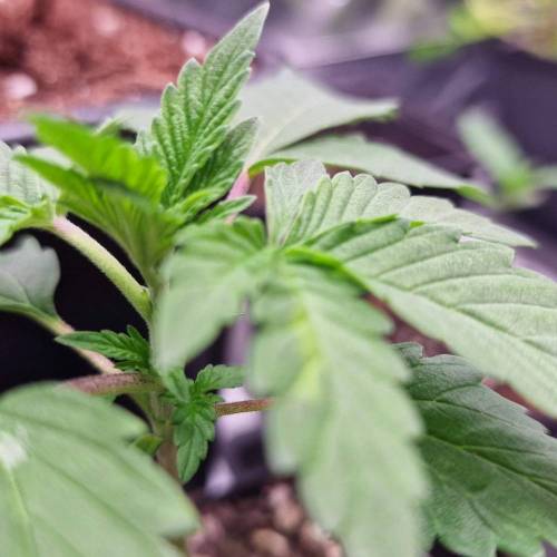 Jealousy | Zamnesia. Week 2