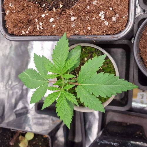 Jealousy | Zamnesia. Week 2