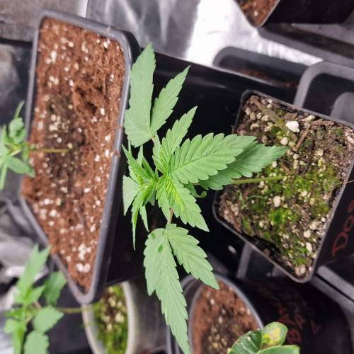 Jealousy | Zamnesia. Week 2