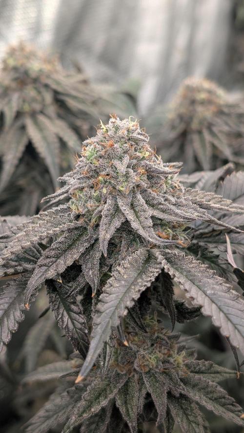 More Clearwater Genetics. Week 12 - F45 damm