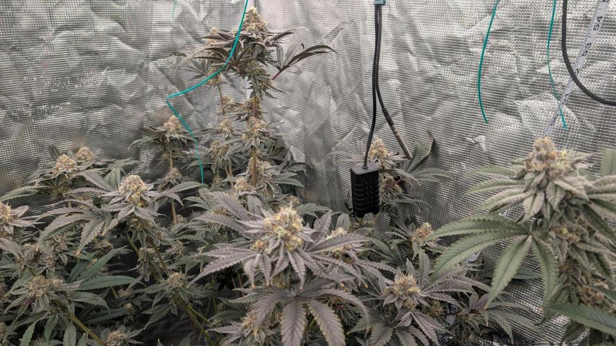 More Clearwater Genetics. Week 12