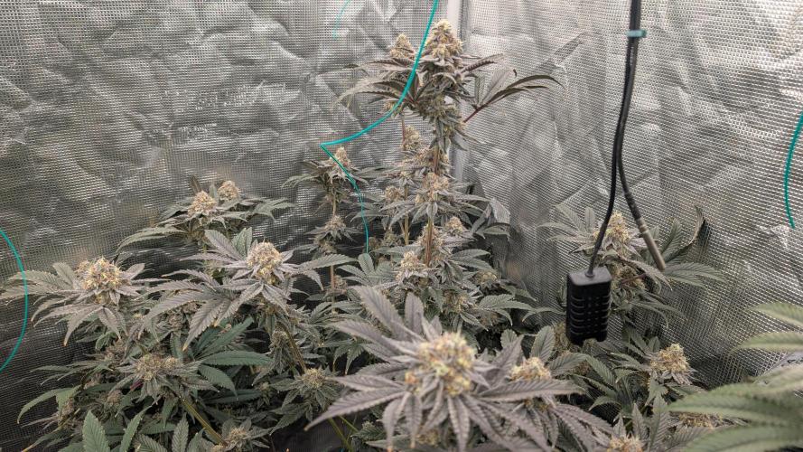 More Clearwater Genetics. Week 12