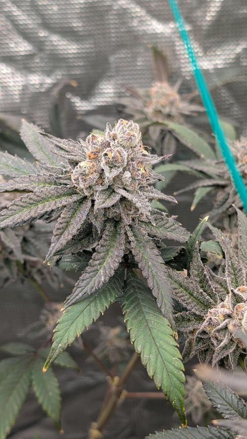 More Clearwater Genetics. Week 12