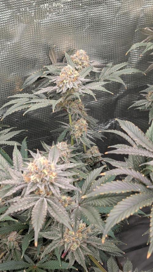 More Clearwater Genetics. Week 12