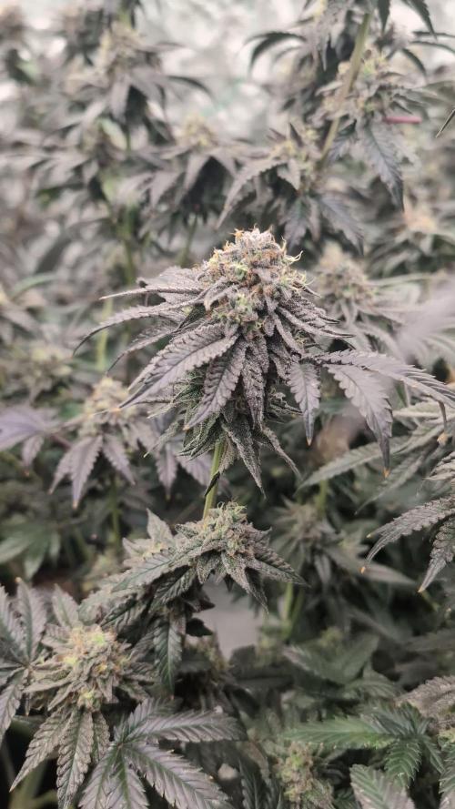 More Clearwater Genetics