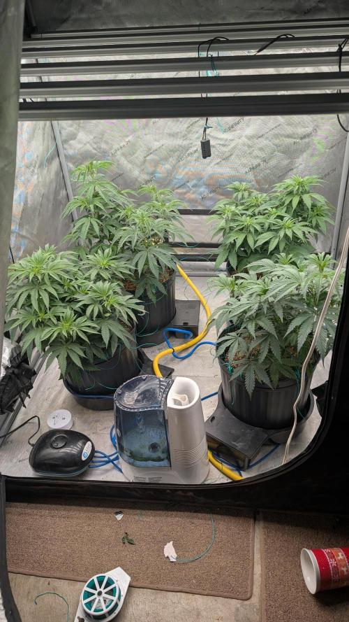 Ethos | Exotic Genetix. Week 6