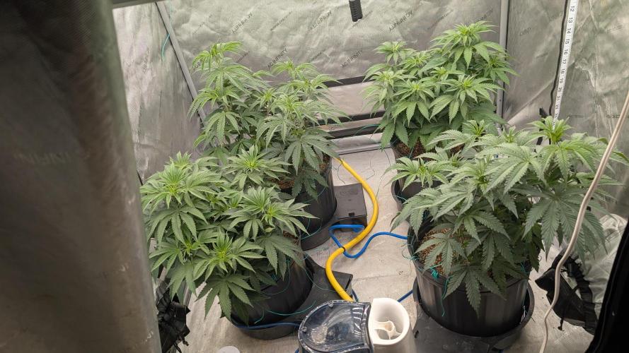 Ethos | Exotic Genetix. Week 6