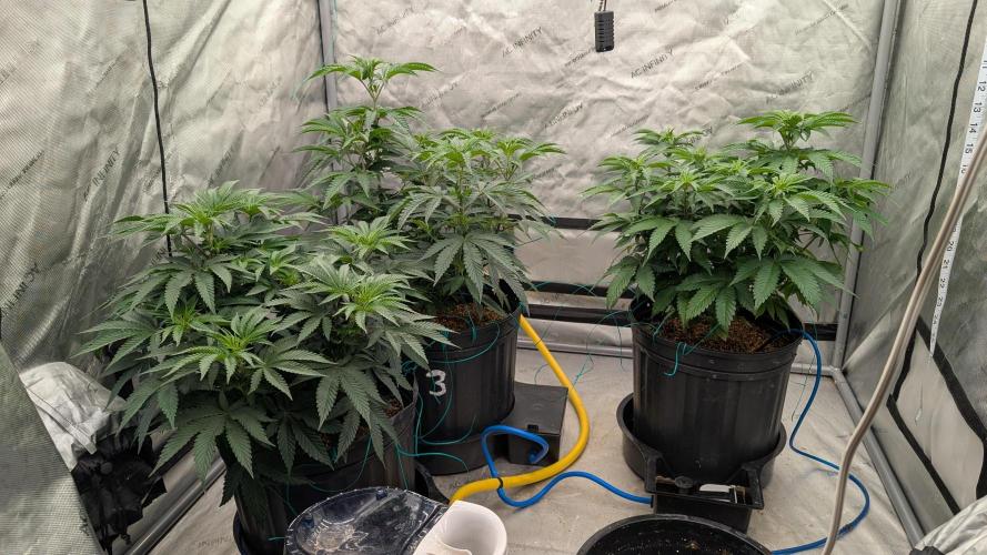 Ethos | Exotic Genetix. Week 7 - f4 before defol