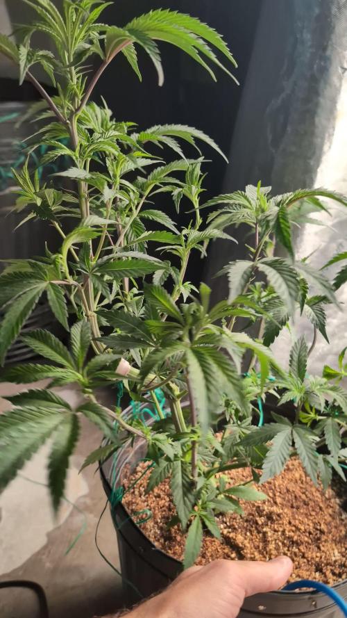 Ethos | Exotic Genetix