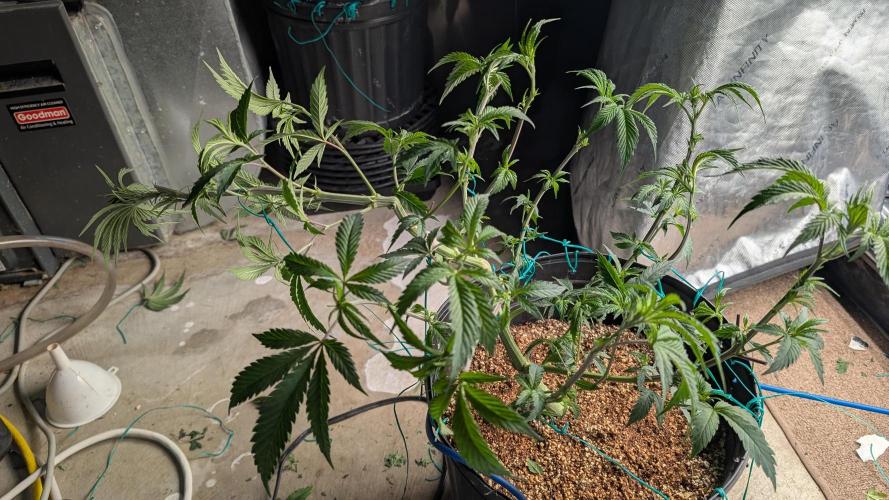 Ethos | Exotic Genetix. Week 7 - f4 after defol