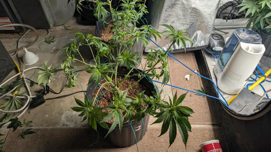 Ethos | Exotic Genetix. Week 7 - f4 after