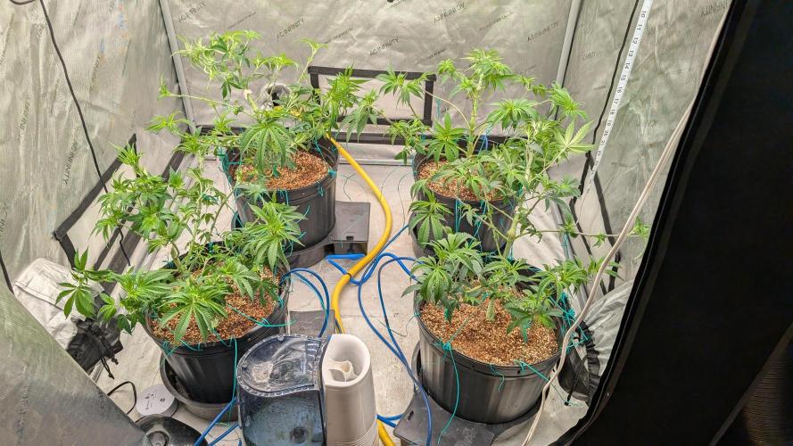 Ethos | Exotic Genetix. Week 7 - f4 after