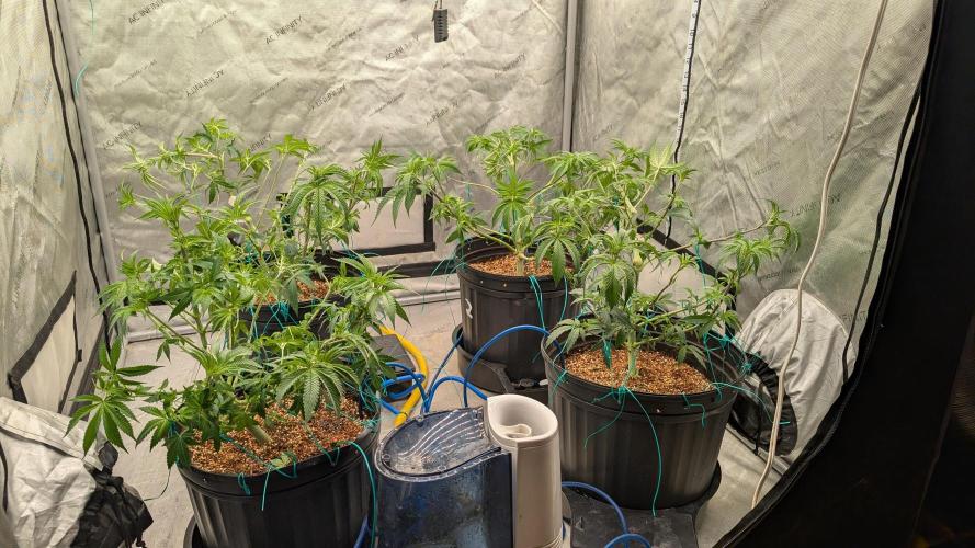 Ethos | Exotic Genetix. Week 7 - f4 after