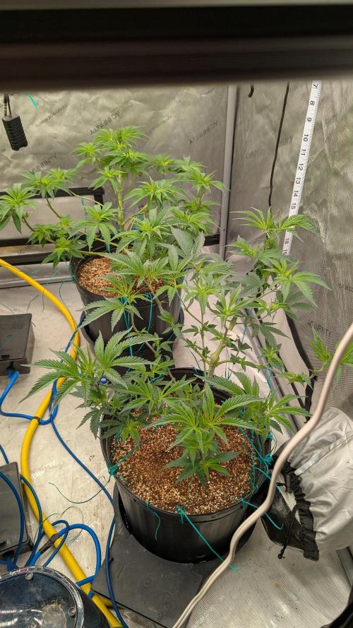 Ethos | Exotic Genetix. Week 7 - f5 