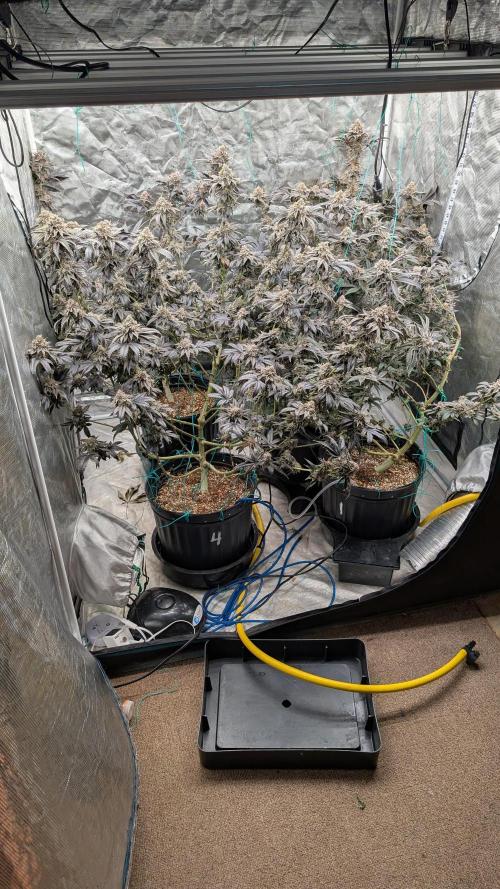 More Clearwater Genetics. Week 13