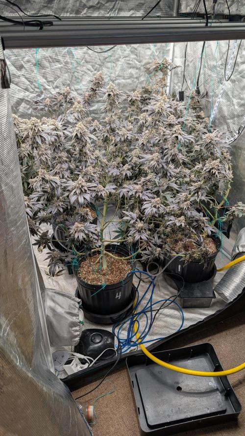 More Clearwater Genetics. Week 13