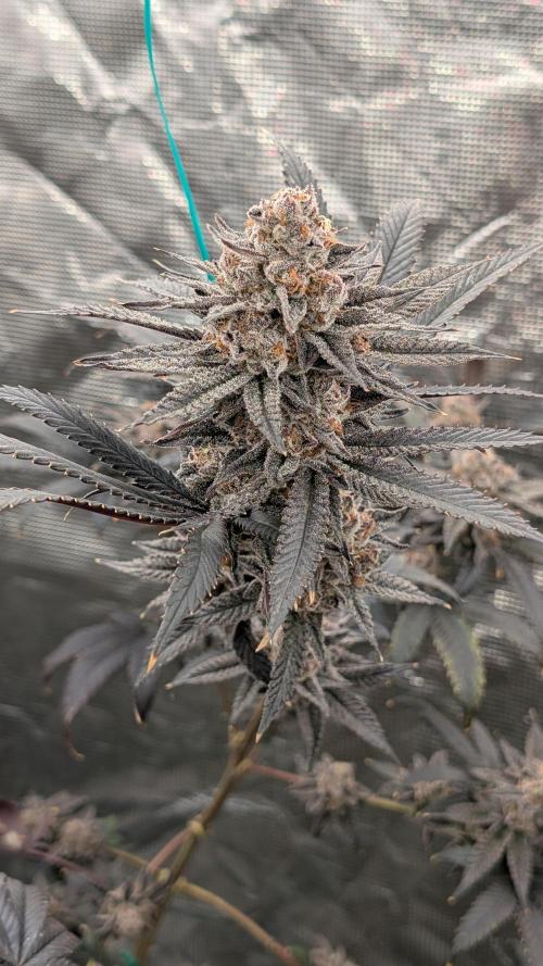 More Clearwater Genetics. Week 13