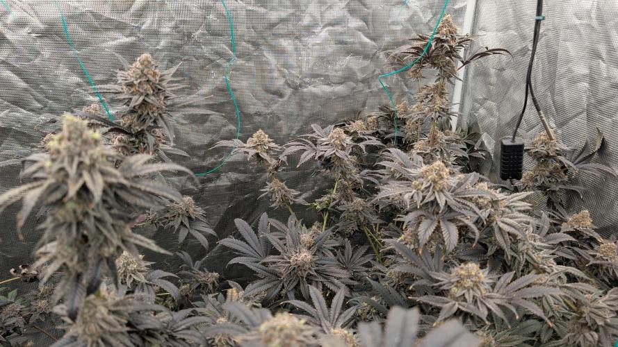 More Clearwater Genetics. Week 13