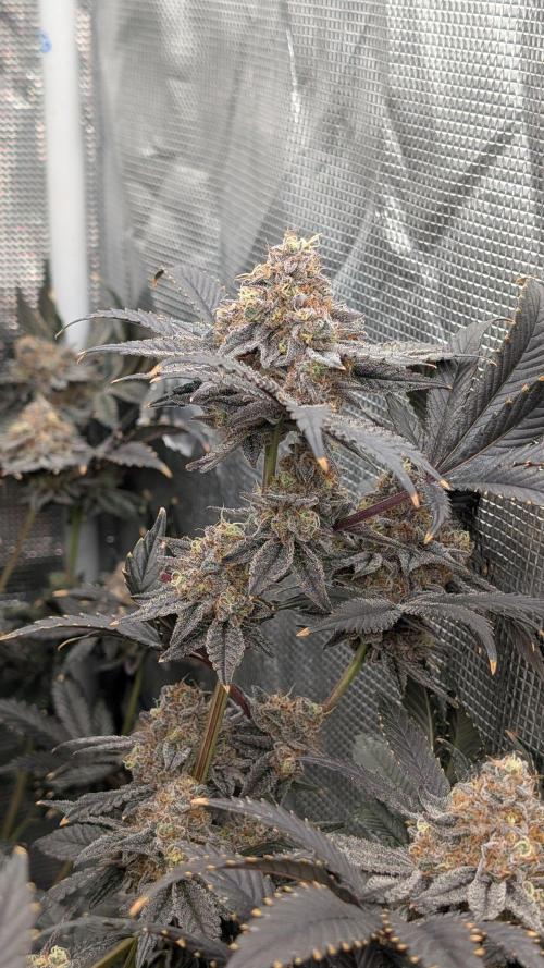 More Clearwater Genetics. Week 13