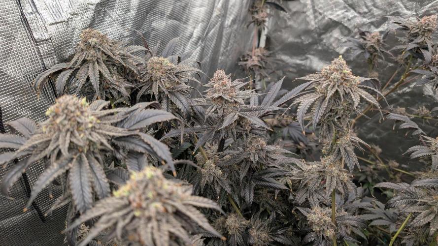 More Clearwater Genetics. Week 13