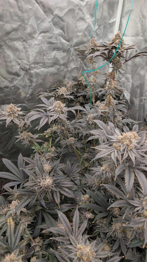 More Clearwater Genetics. Week 13