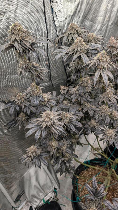 More Clearwater Genetics. Week 13