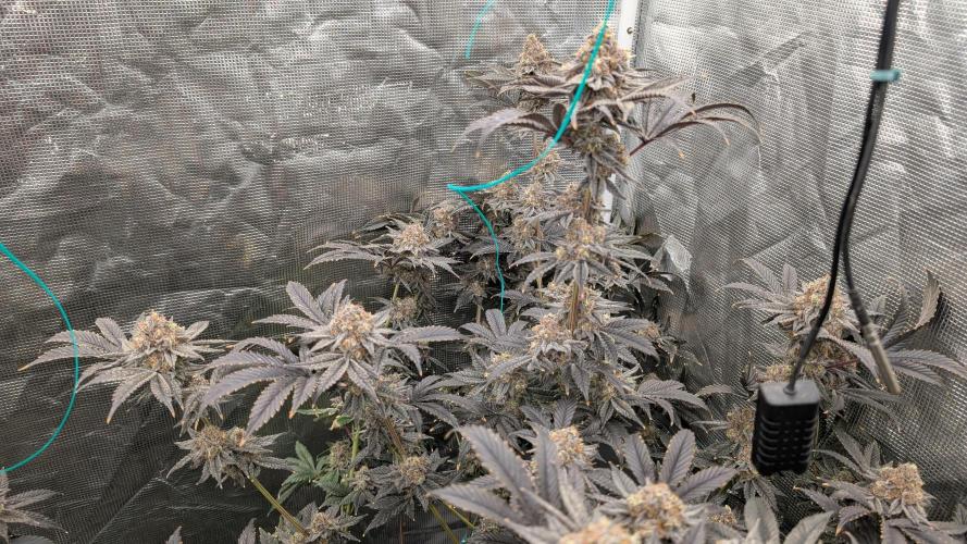 More Clearwater Genetics. Week 13