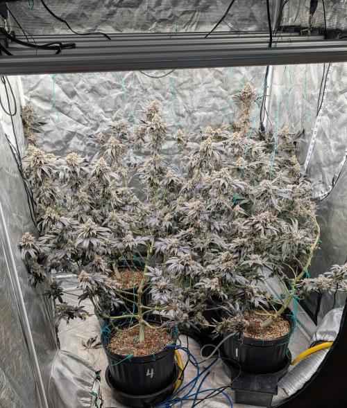 More Clearwater Genetics. Week 13