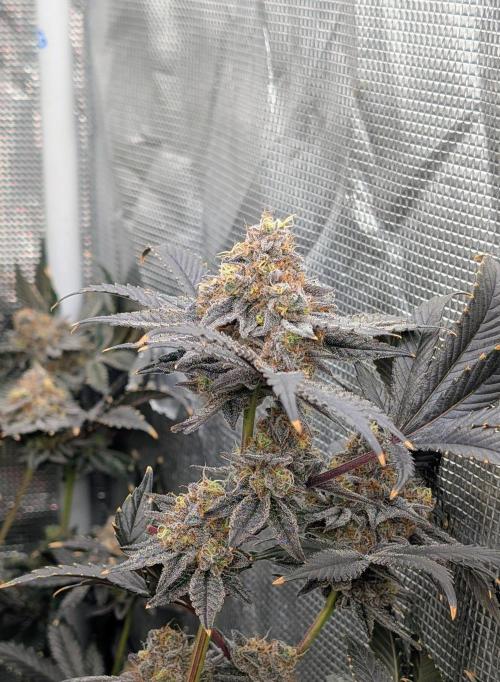 More Clearwater Genetics. Week 13