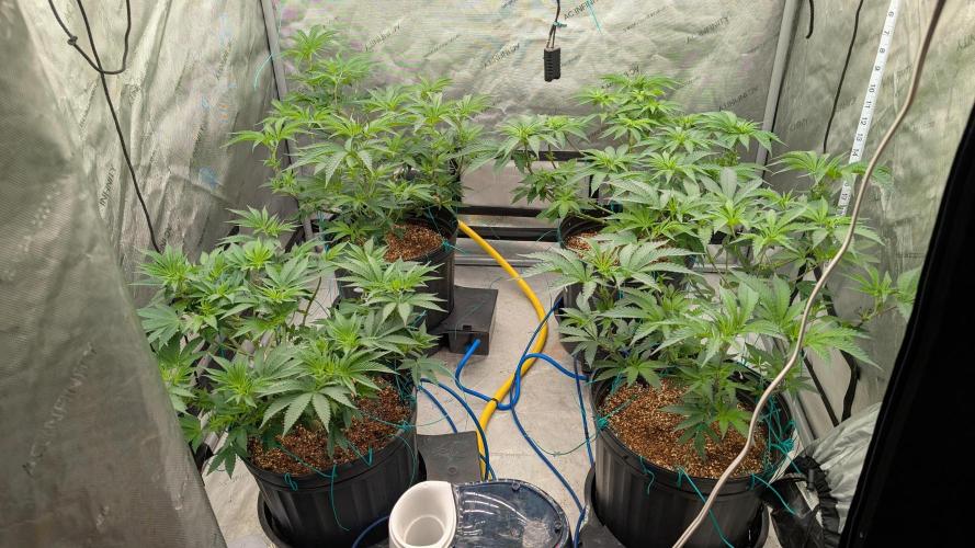 Ethos | Exotic Genetix. Week 7 - f6