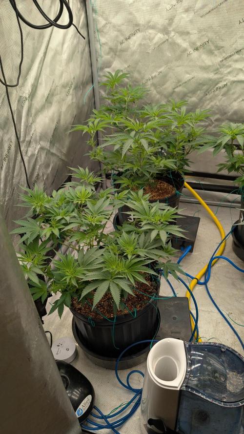 Ethos | Exotic Genetix. Week 7 - f6