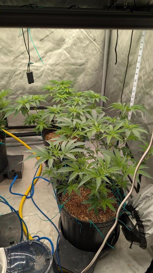 Ethos | Exotic Genetix. Week 7 - f6