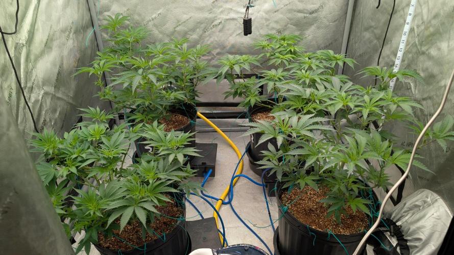 Ethos | Exotic Genetix. Week 7 - f6