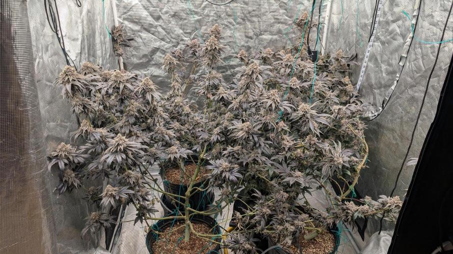 More Clearwater Genetics. Week 14