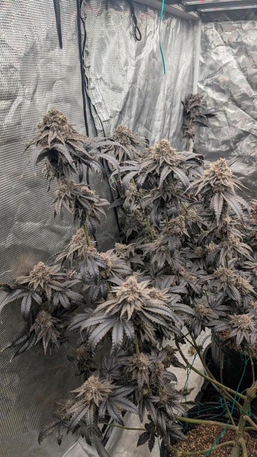 More Clearwater Genetics. Week 14