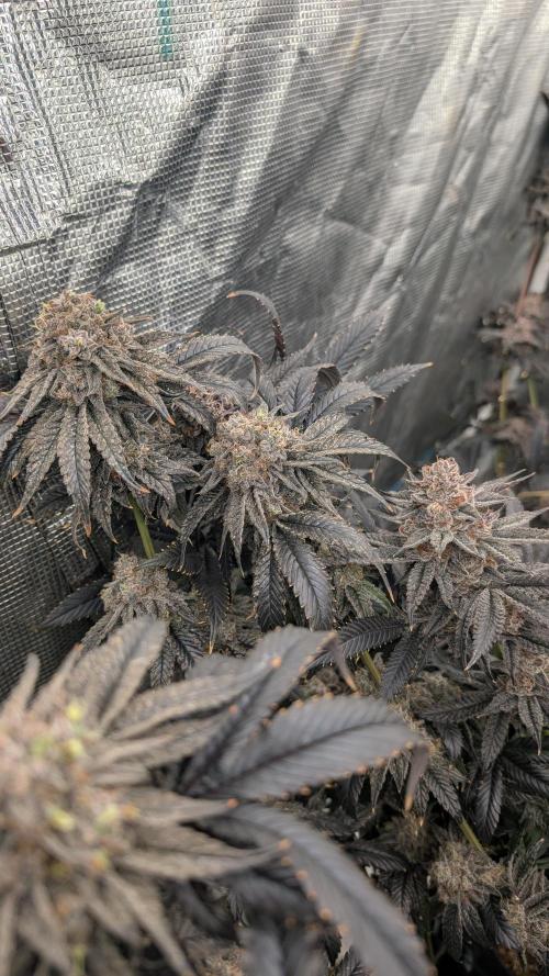 More Clearwater Genetics. Week 14