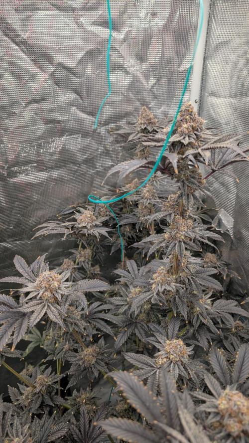 More Clearwater Genetics. Week 14