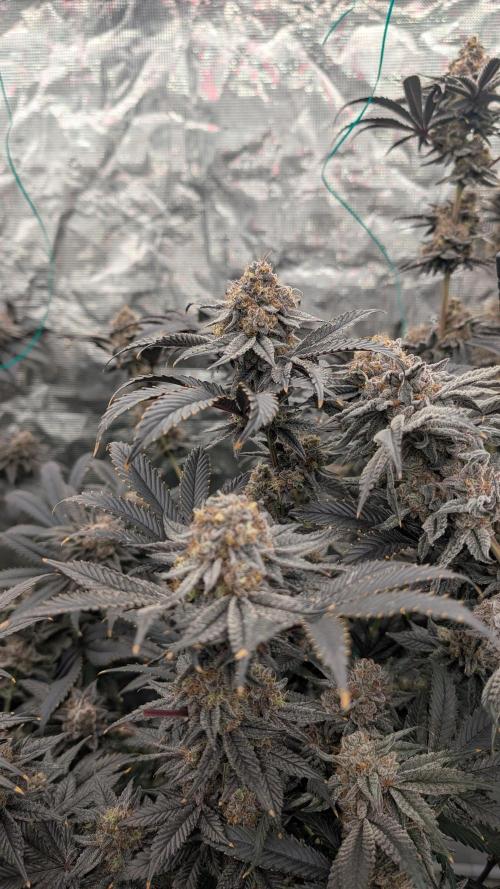 More Clearwater Genetics. Week 14