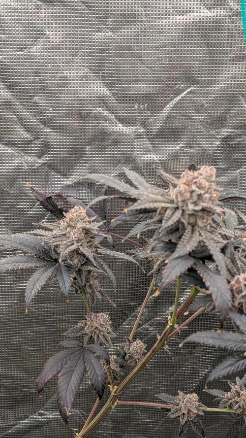 More Clearwater Genetics. Week 14