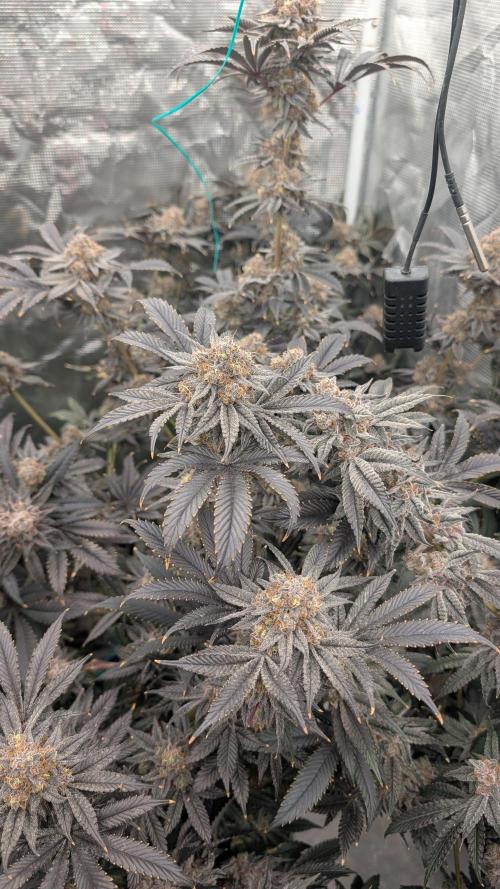 More Clearwater Genetics. Week 14