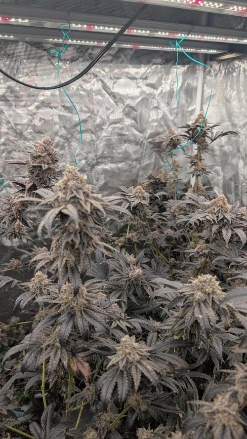 More Clearwater Genetics. Week 14