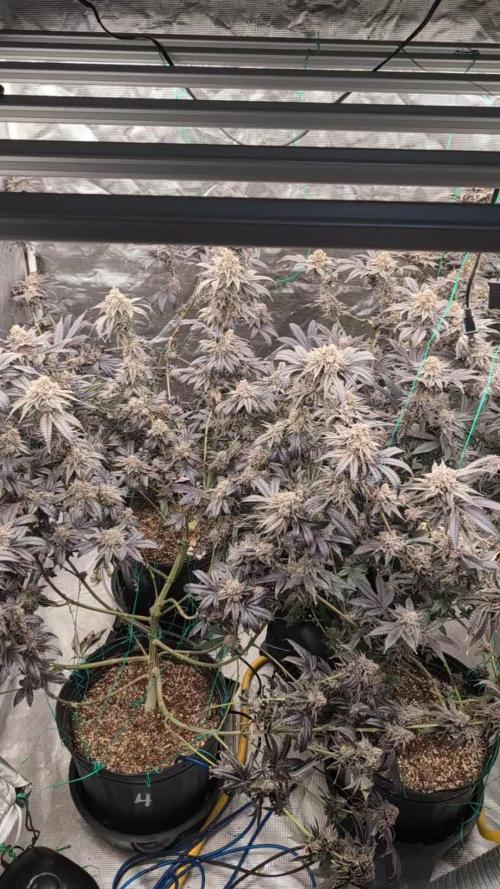 More Clearwater Genetics