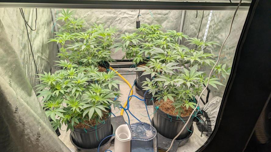 Ethos | Exotic Genetix. Week 8 - F8