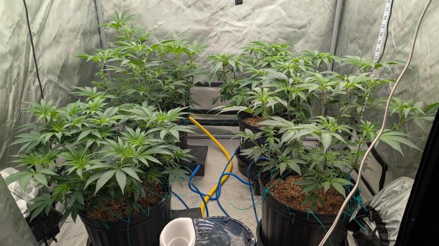 Ethos | Exotic Genetix. Week 8 - 8