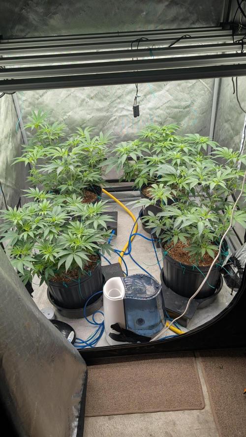 Ethos | Exotic Genetix. Week 8 - 8