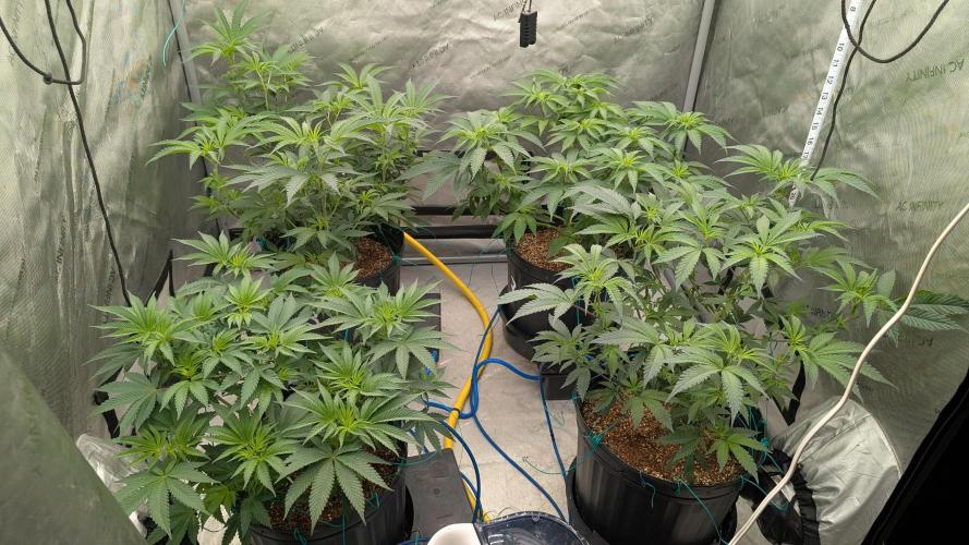 Ethos | Exotic Genetix. Week 8 - 8