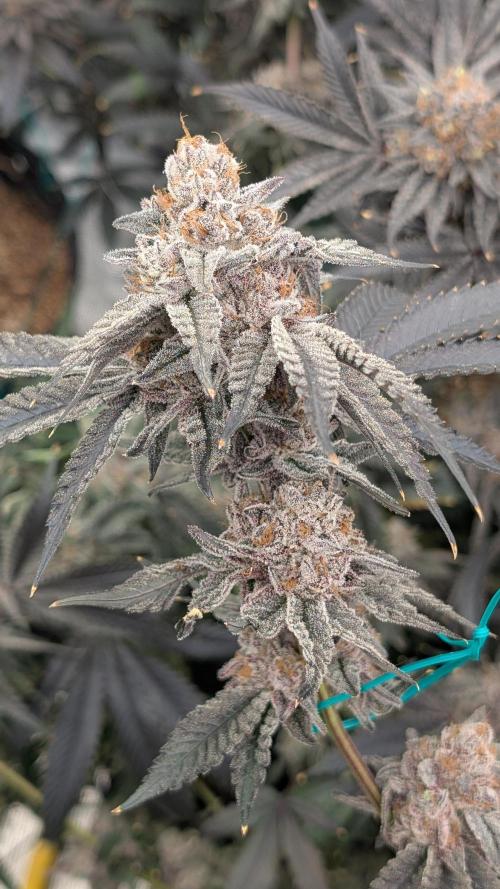 More Clearwater Genetics. Week 15