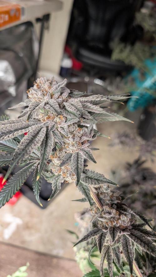 More Clearwater Genetics. Week 15