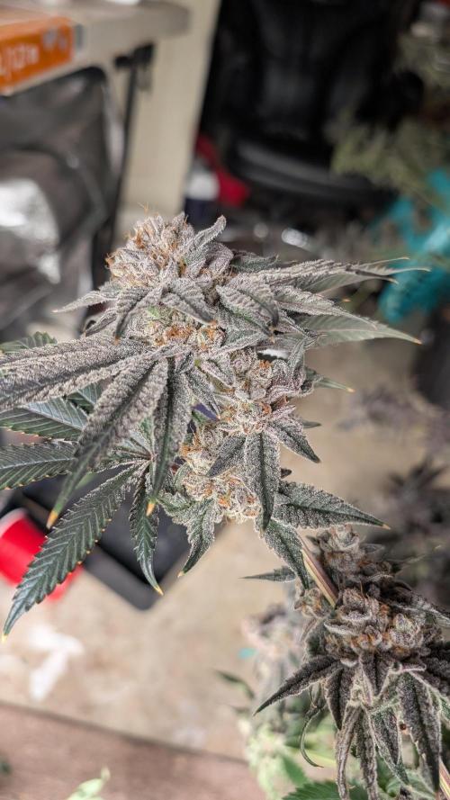 More Clearwater Genetics. Week 15